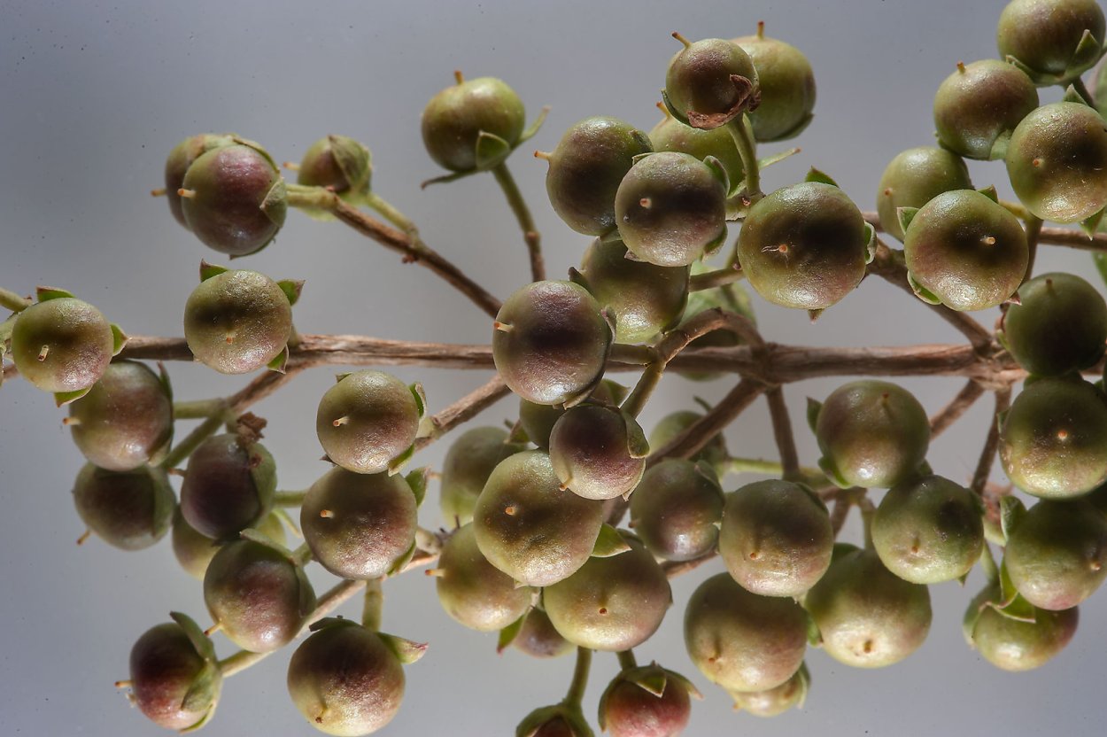 Henna Lawsonia inermis