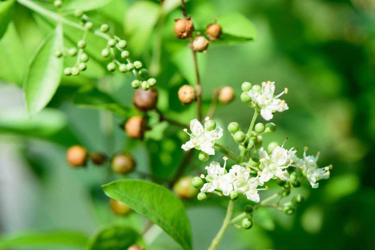 Лавсония неколючая листья