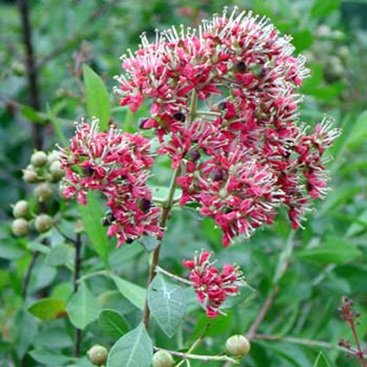 Лавсония растение рисунок