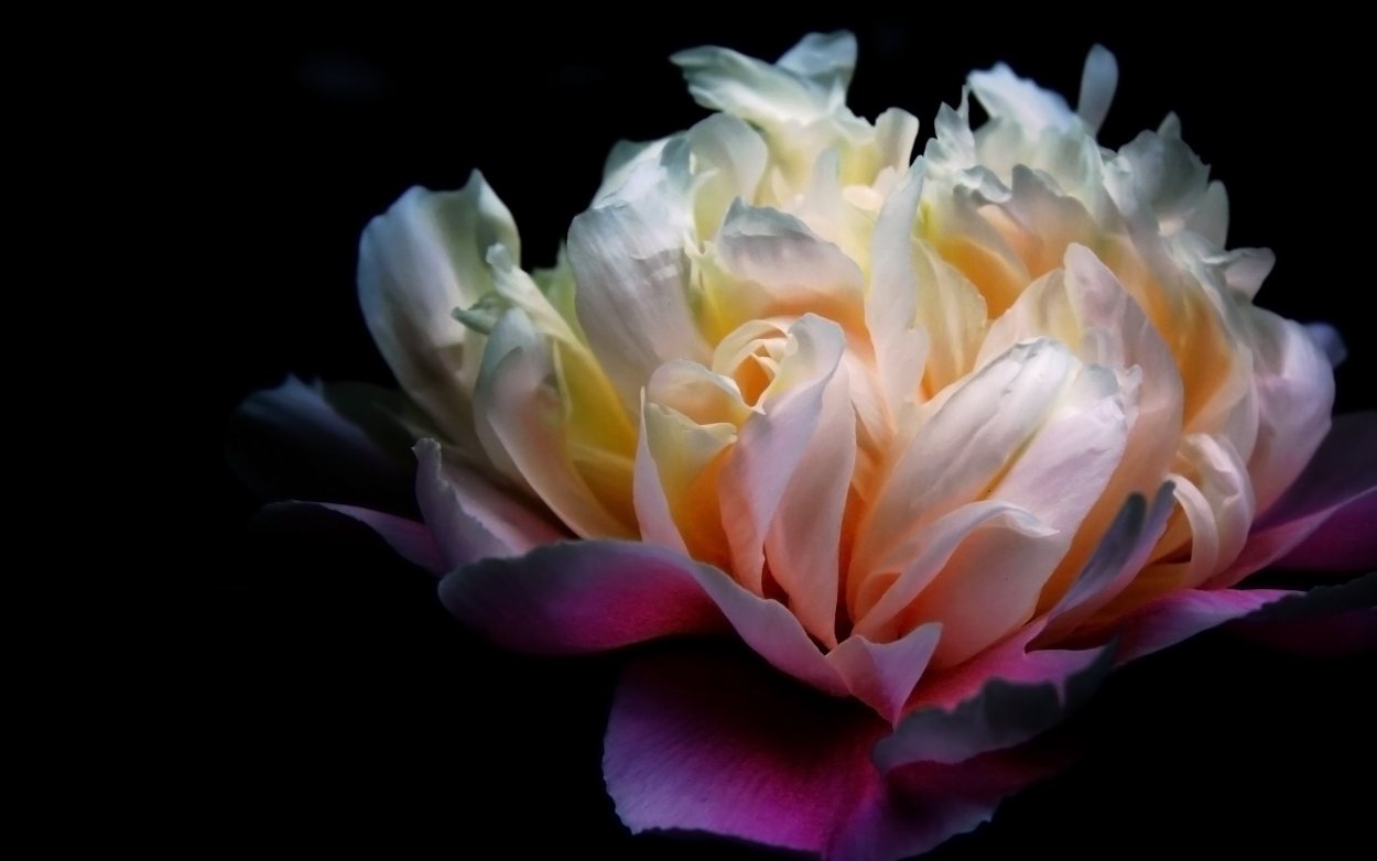 Красивые цветы на черном фоне