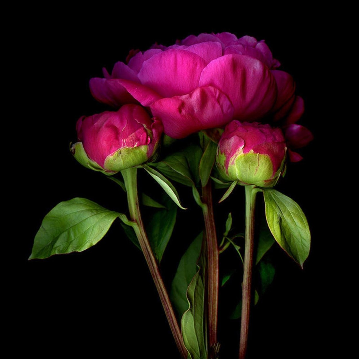 Пионы на черном фоне