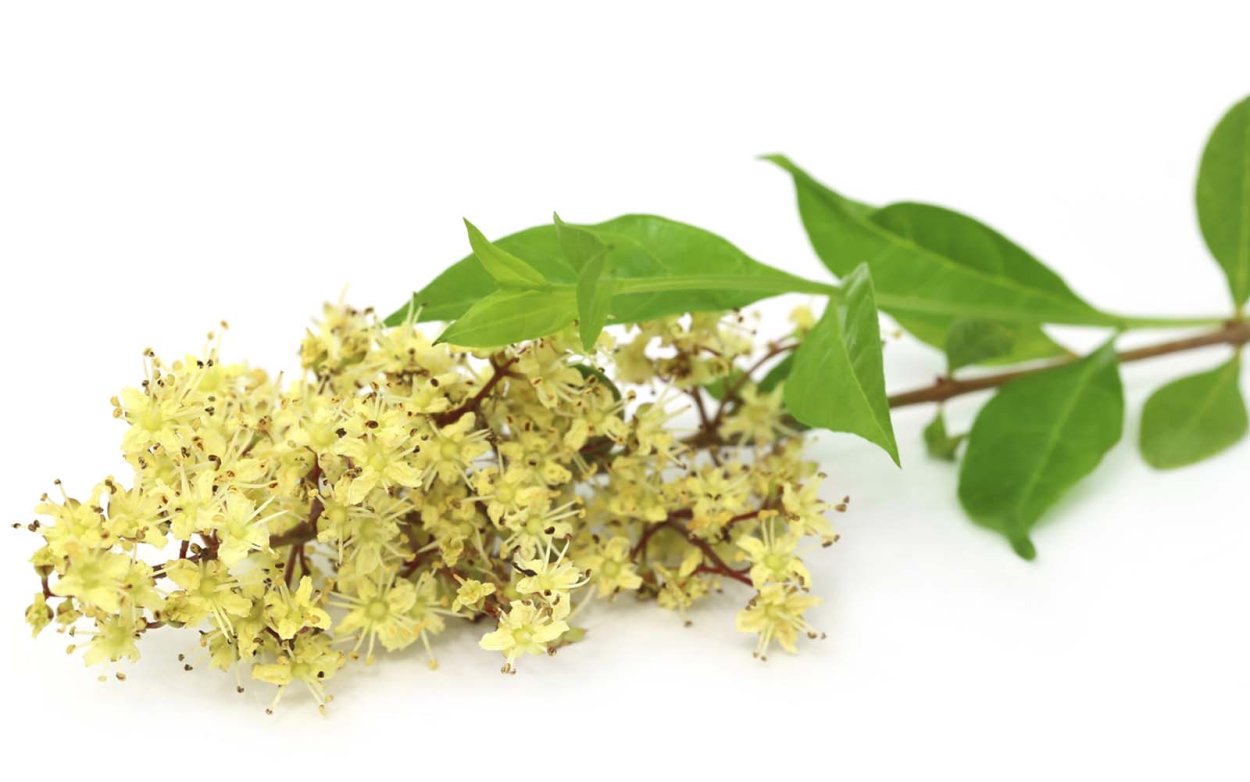 Мехенди зеленой хной