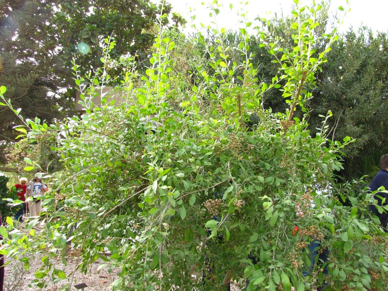 Высушенные листья лавсонии