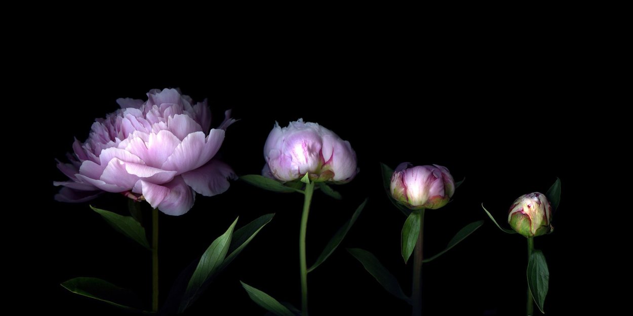 Цветы на чёрном фоне от Magda Indigo