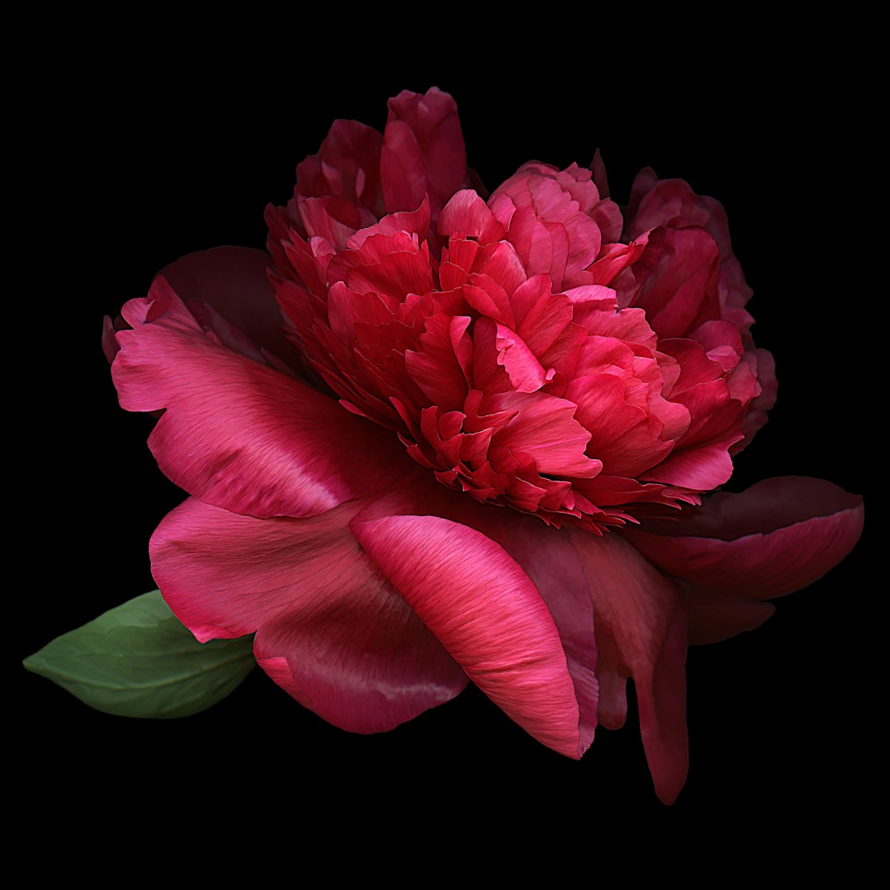 Пионы на темном фоне