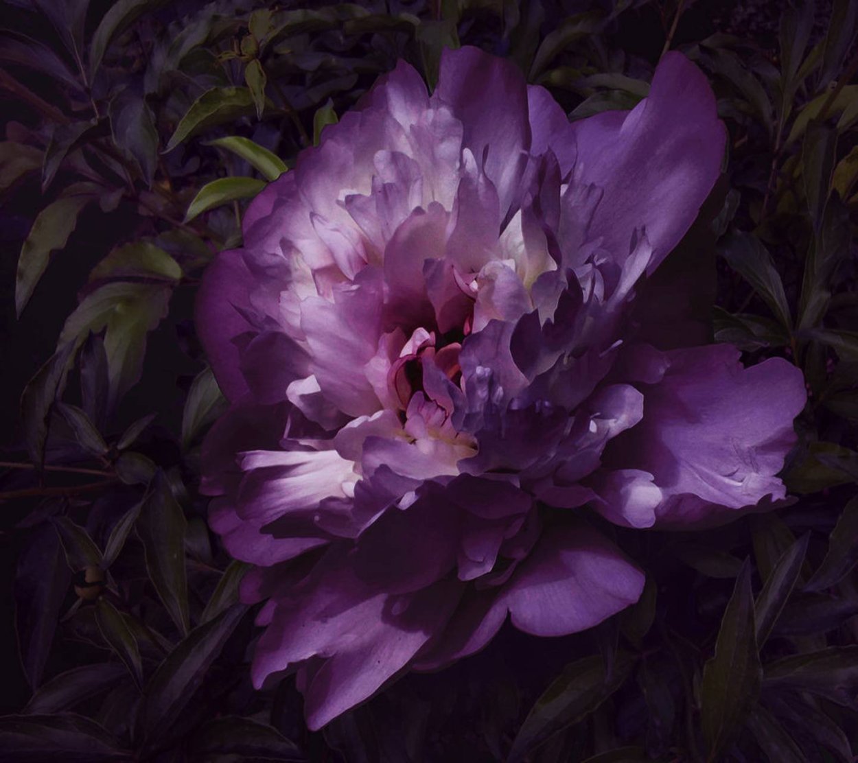 Пион пурпурная феерия