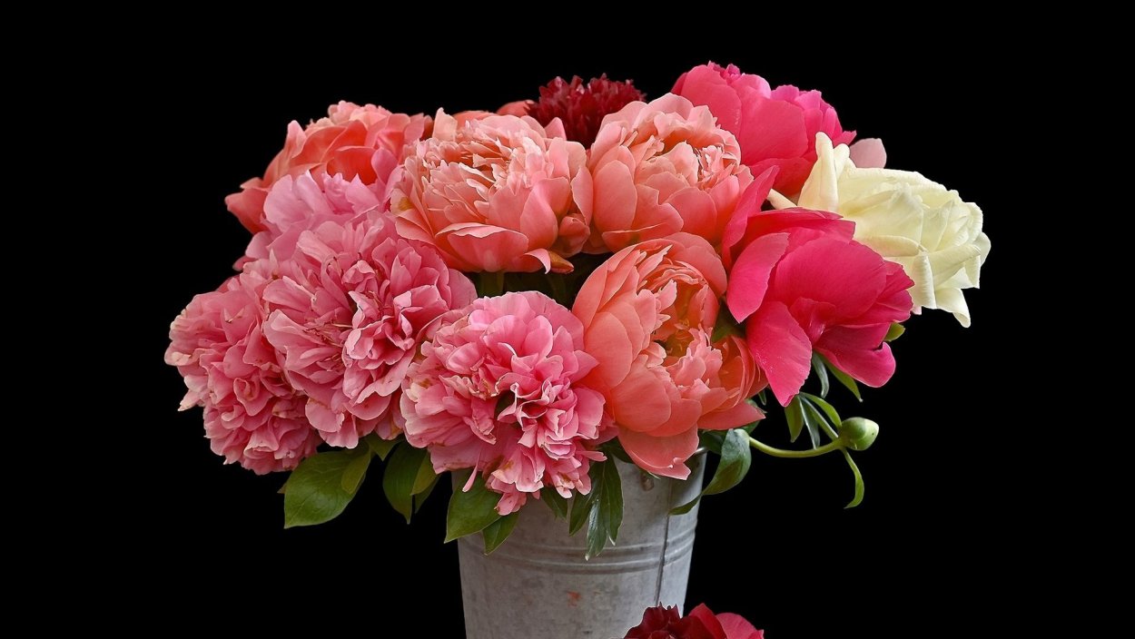 Темные пионы букет