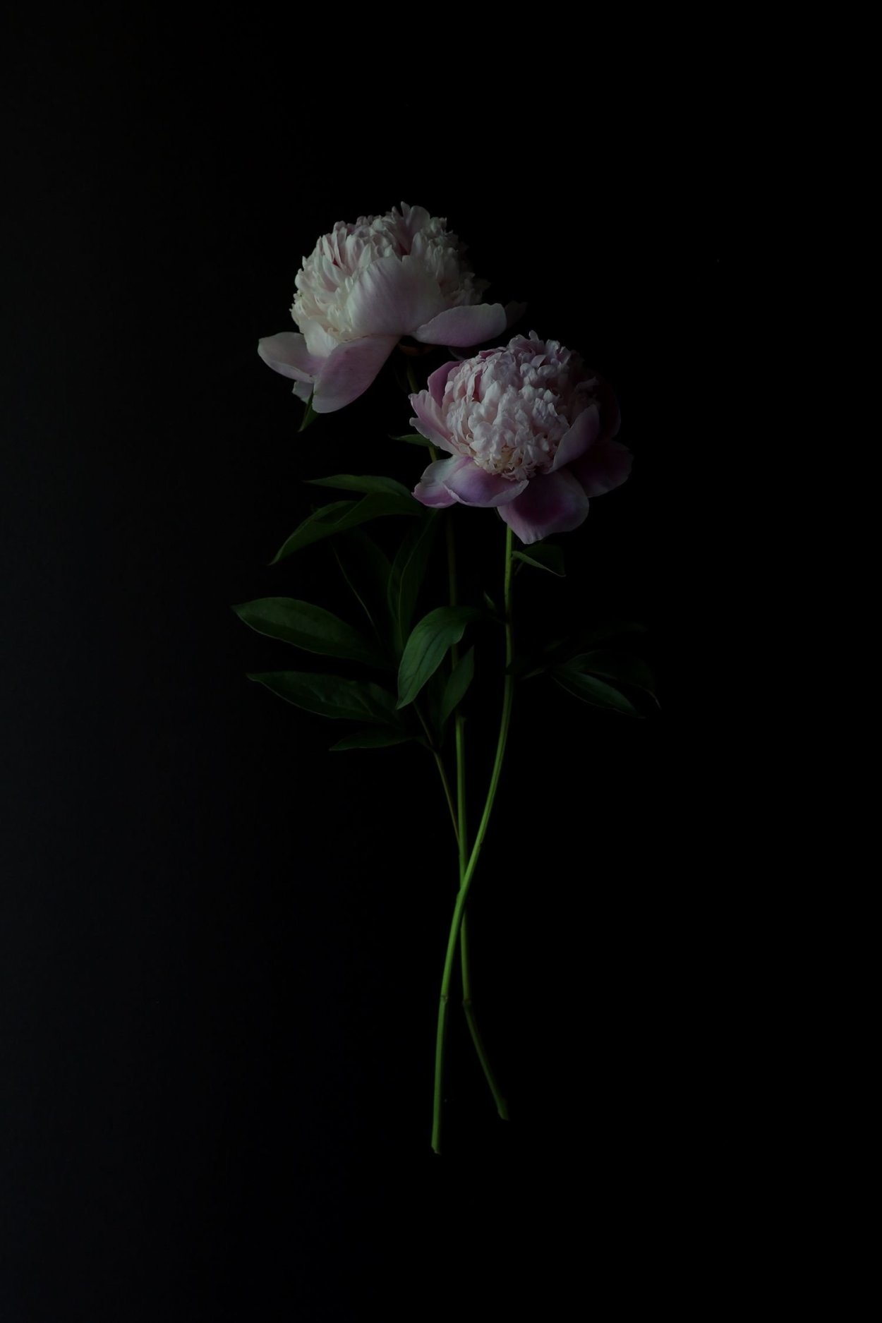 Цветы на черном фоне