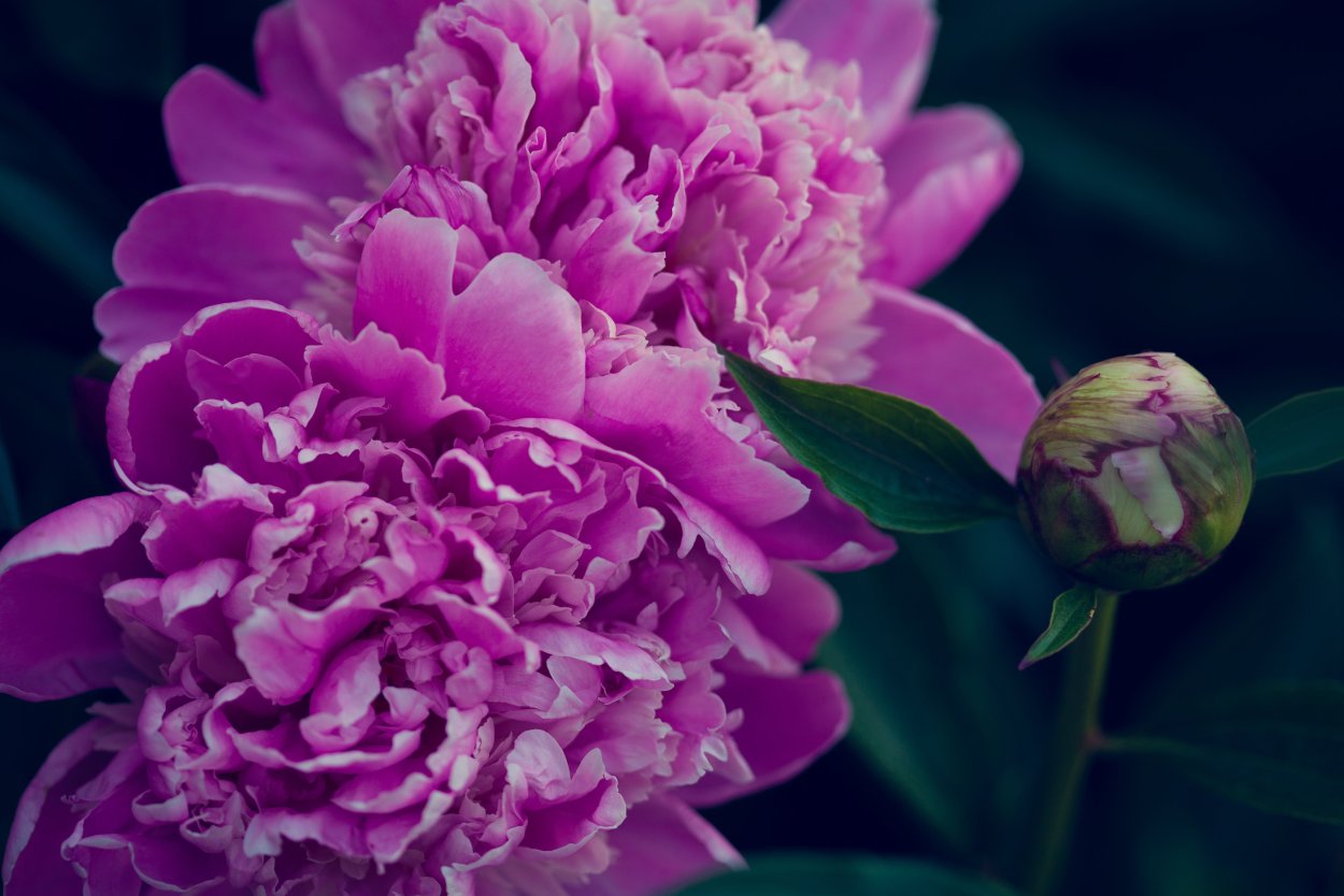 Пион лиловая фантазия