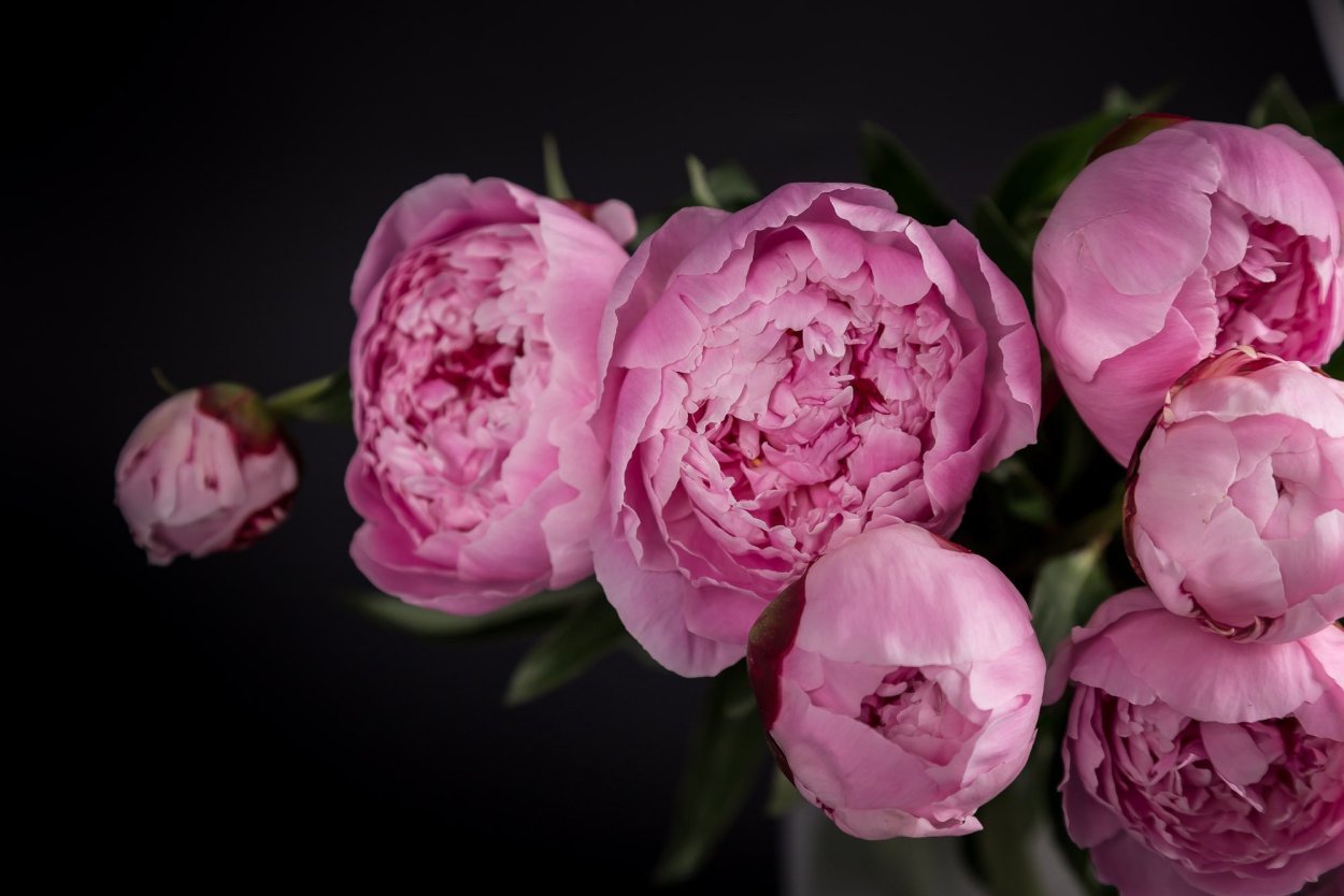 Пионы закрытые