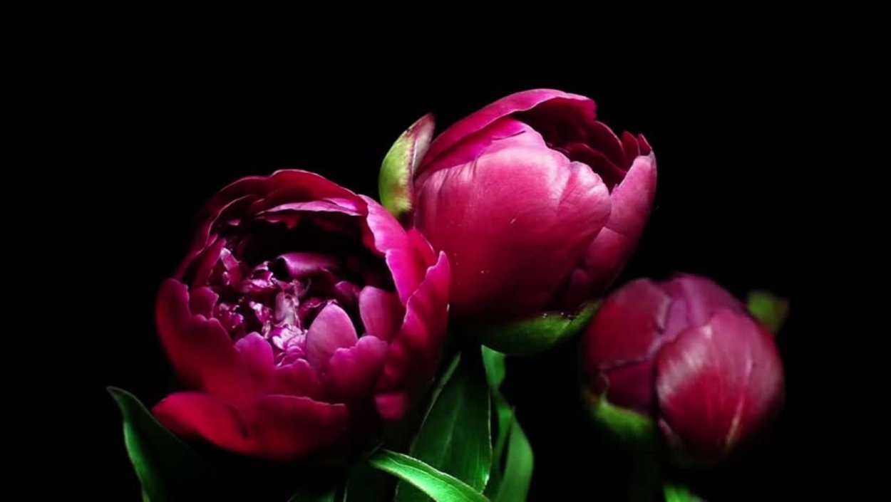 Пион бутоны на темном фоне