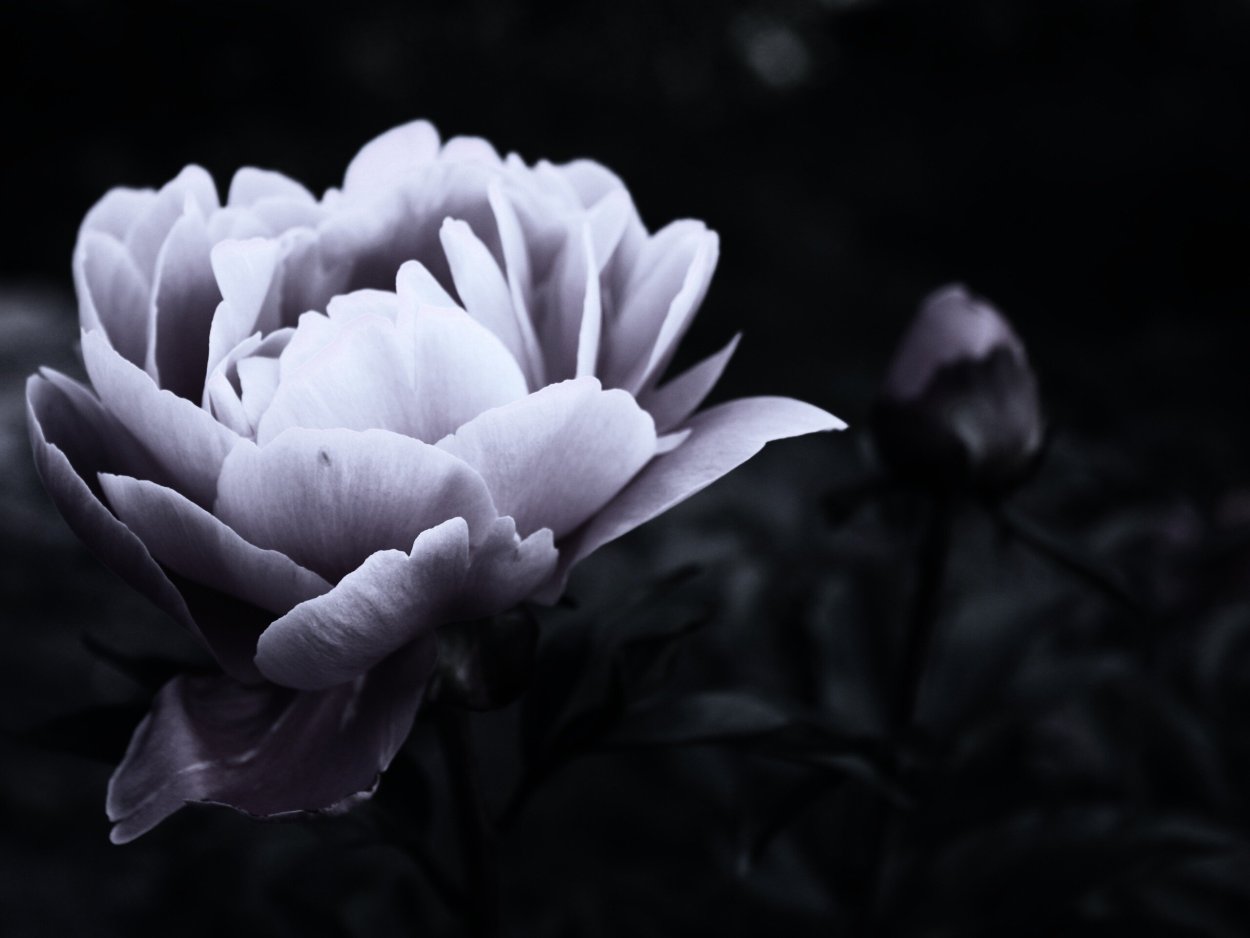 Пионы на черном фоне