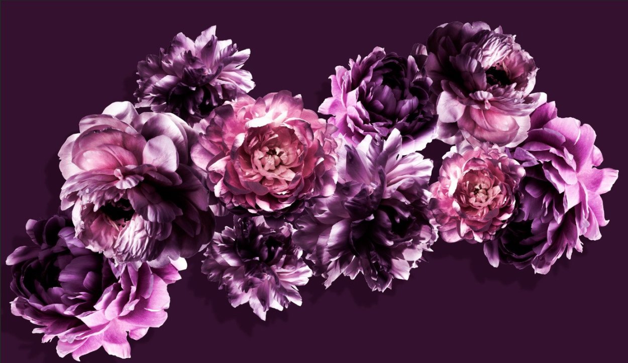 Обои на телефон пионы