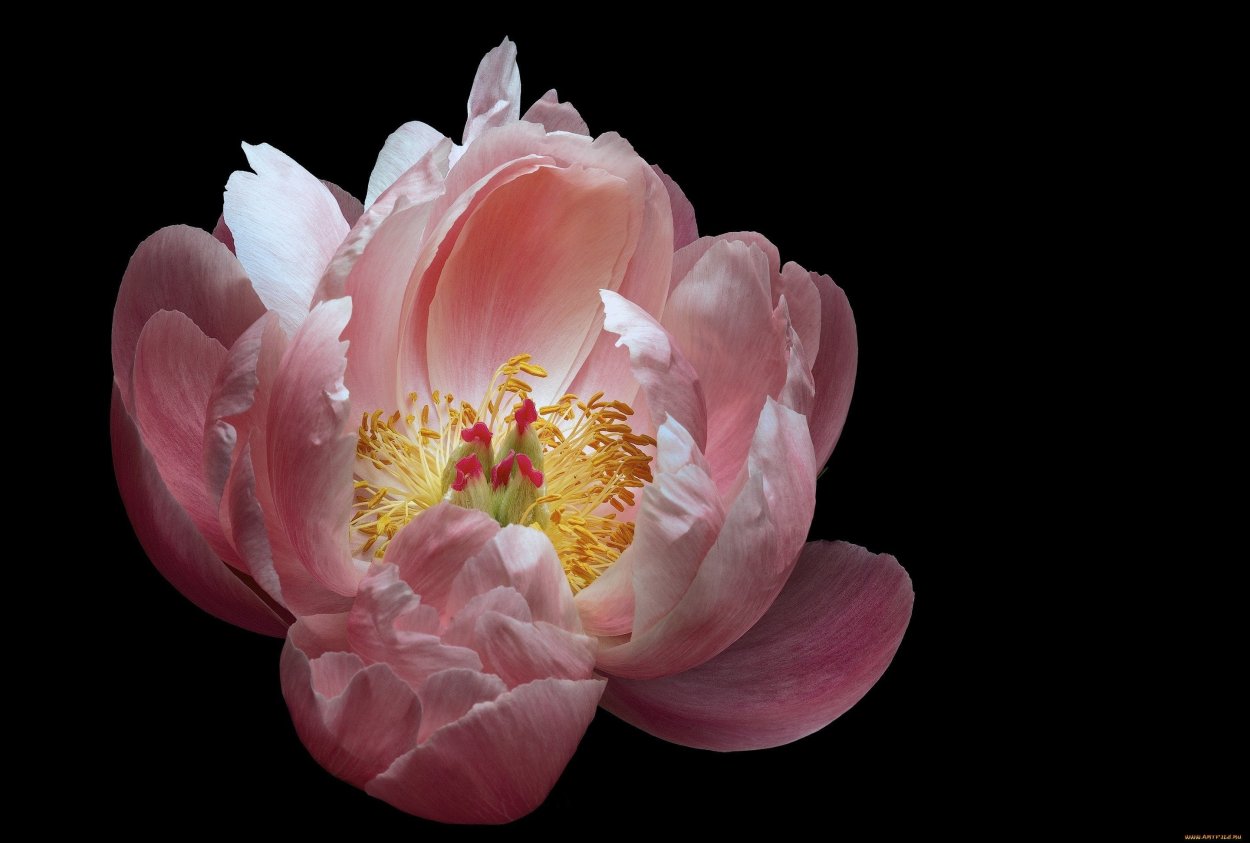 Пион золотой ореол