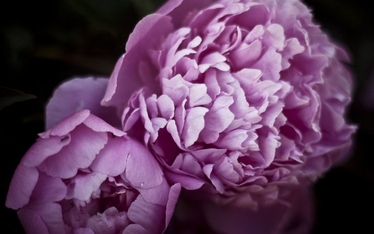 Сиреневые пионы