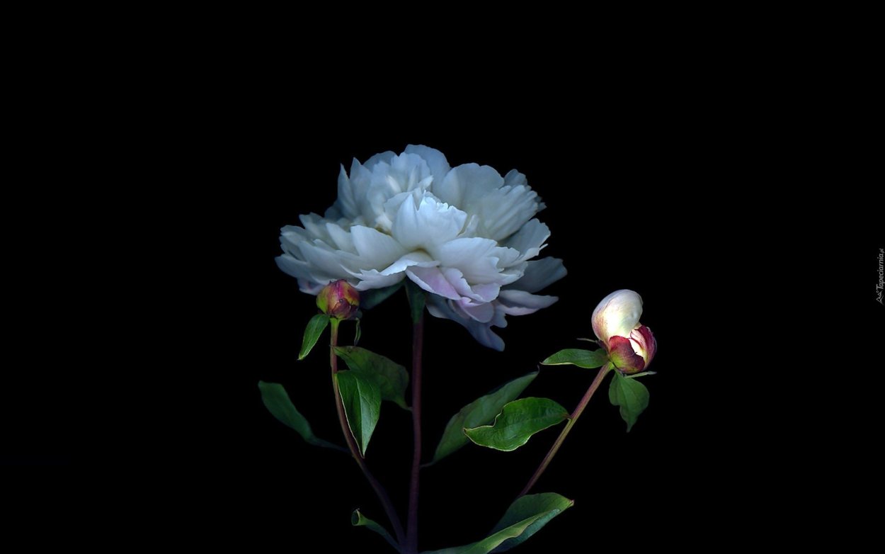 Пионы на черном фоне