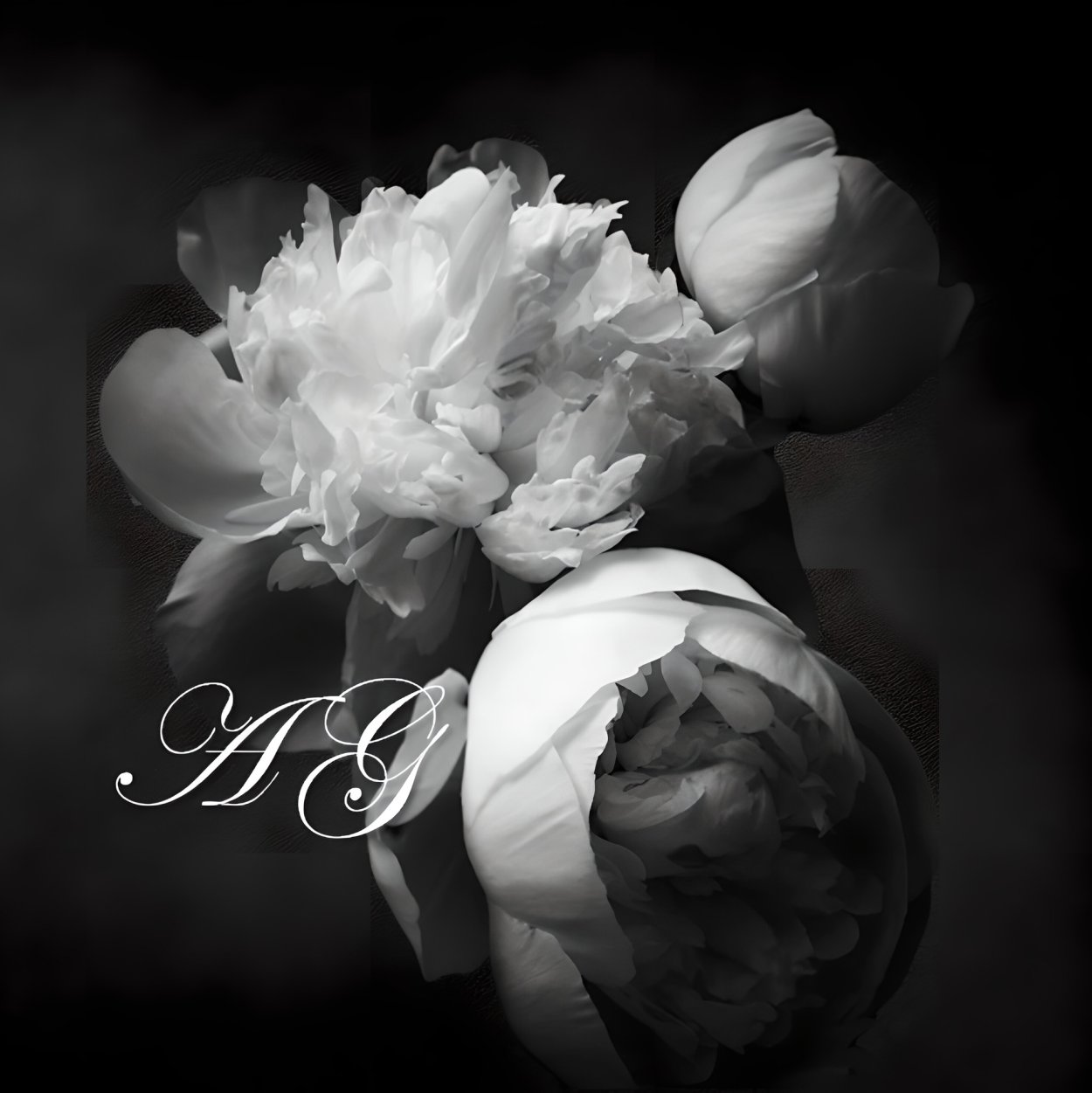 Пионы черно белые