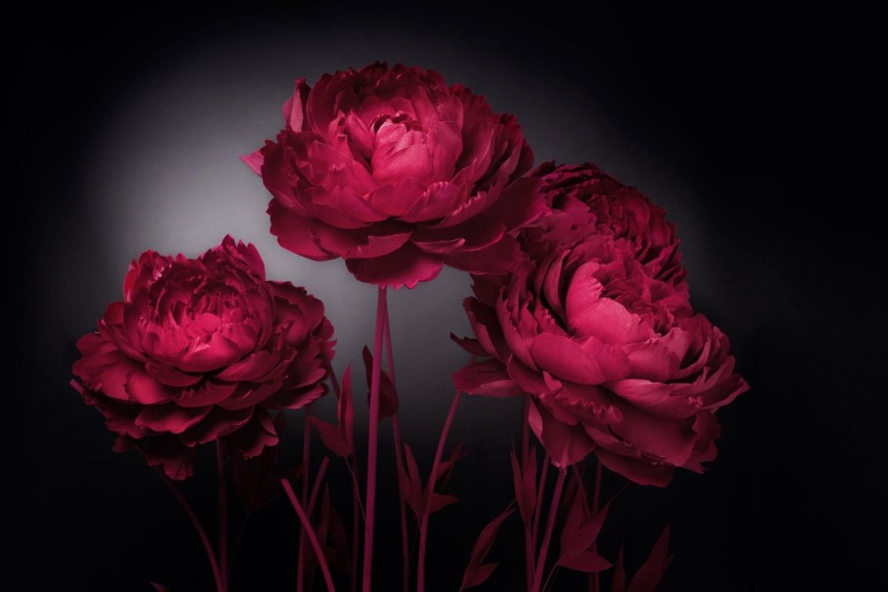 Пионы на черном фоне