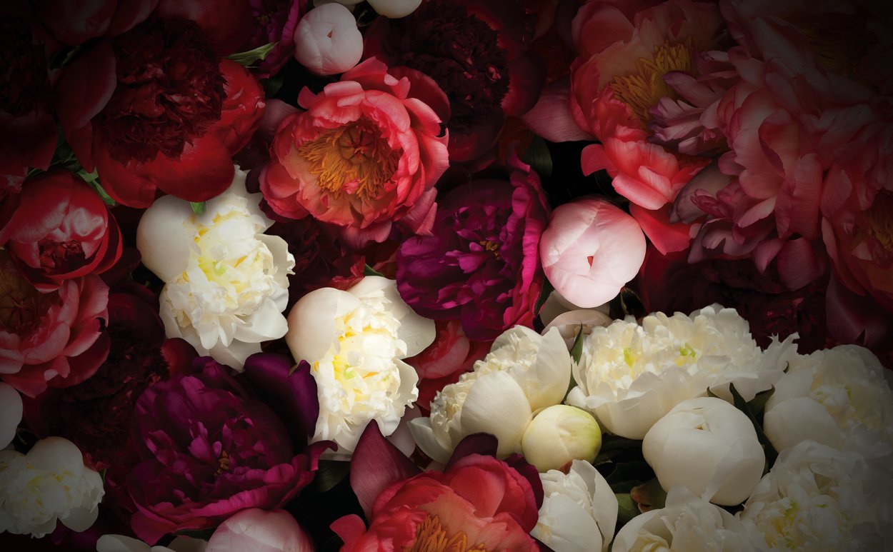 Пион Сплендид Корнелия