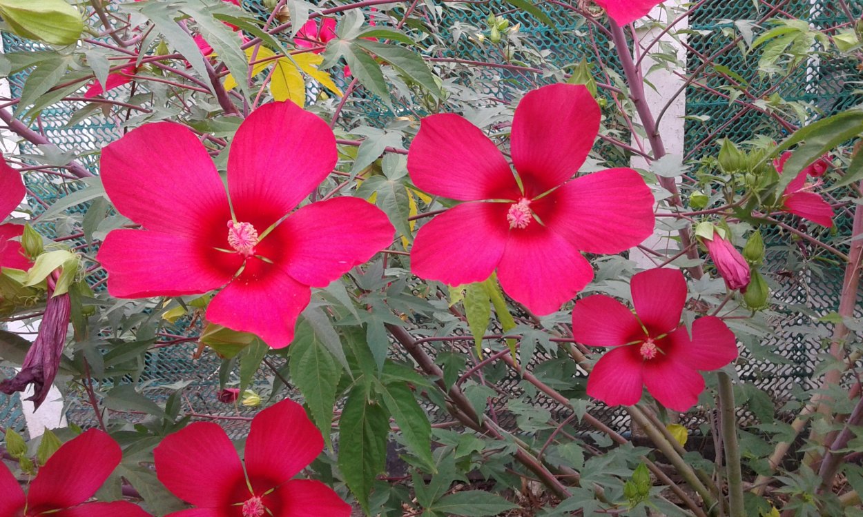 Гибискус травянистый садовый