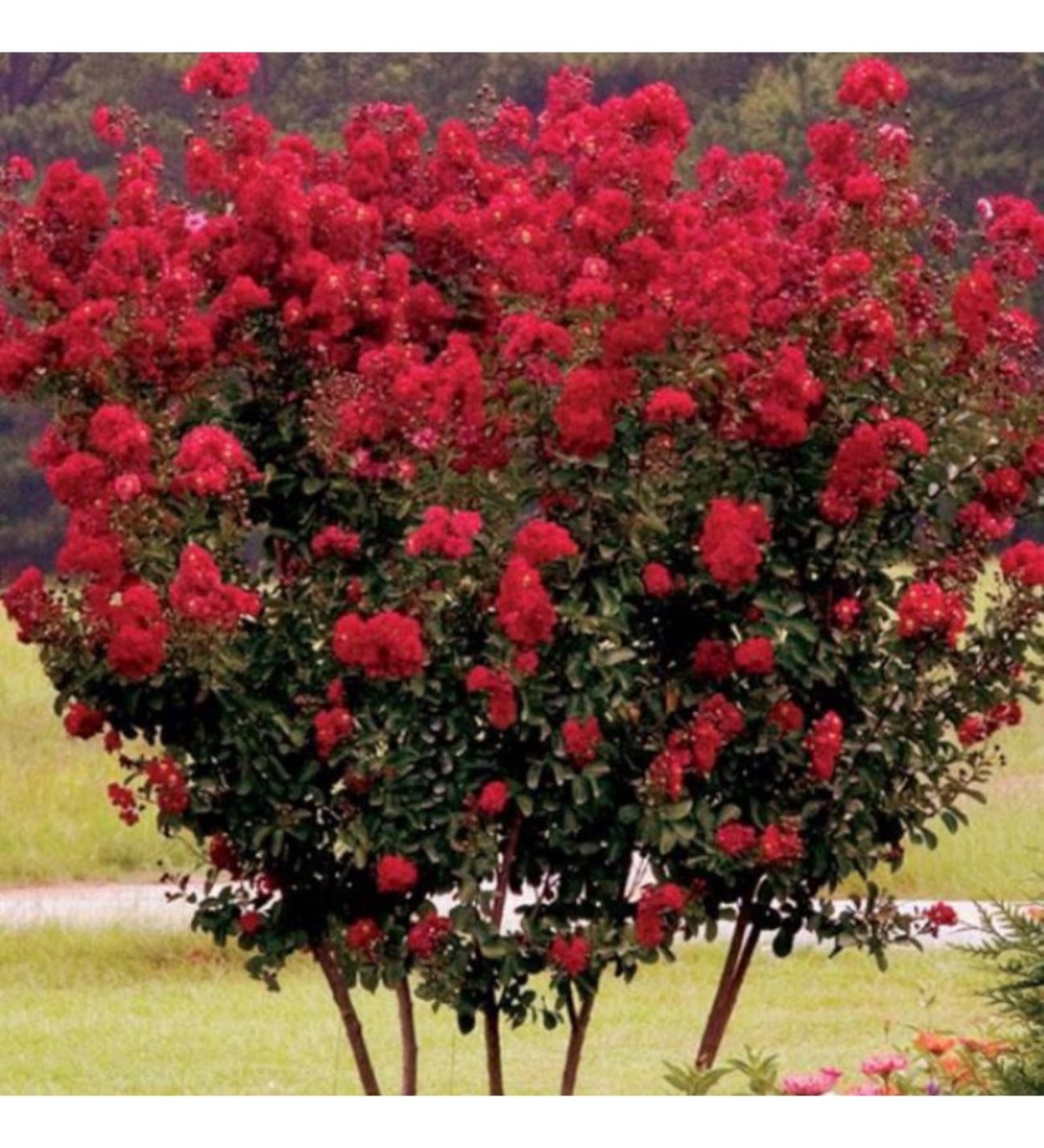 Лагерстремия Петит ред