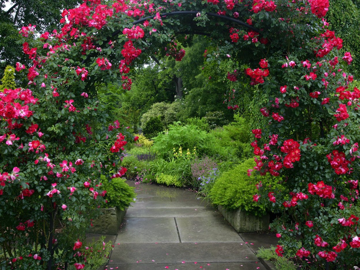 Барбарис Тунберга и рододендрон