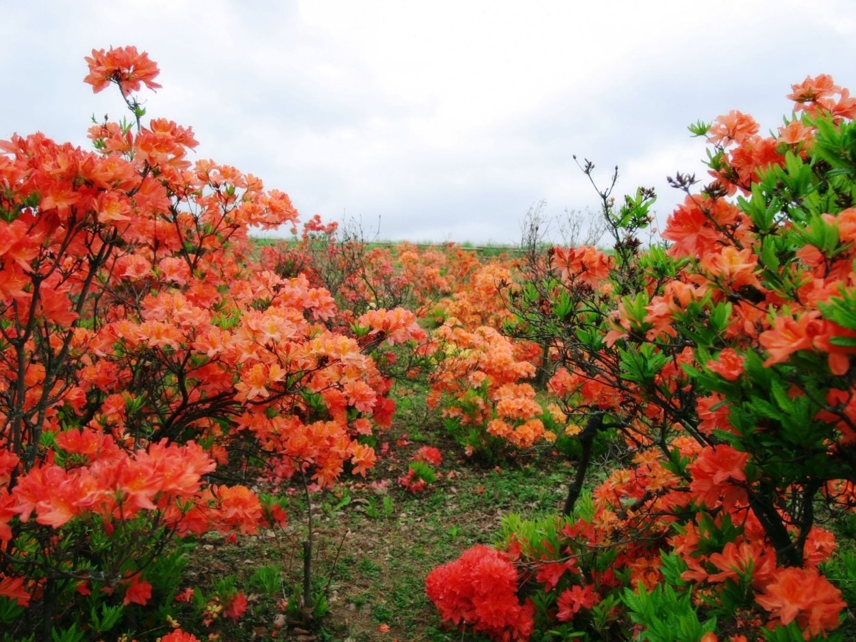 Азалия рододендрон дерево