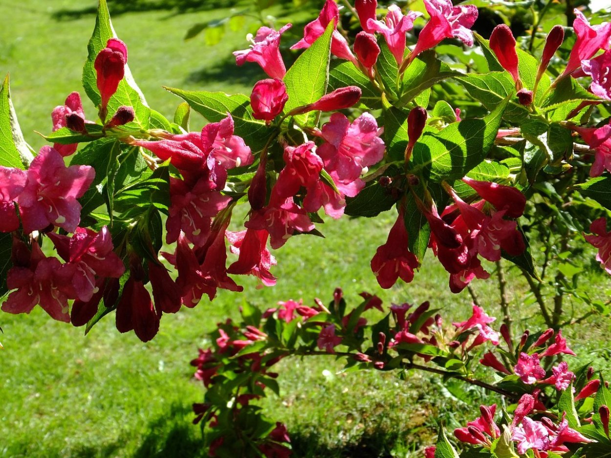 Роза Парковая 'Heidelberg'