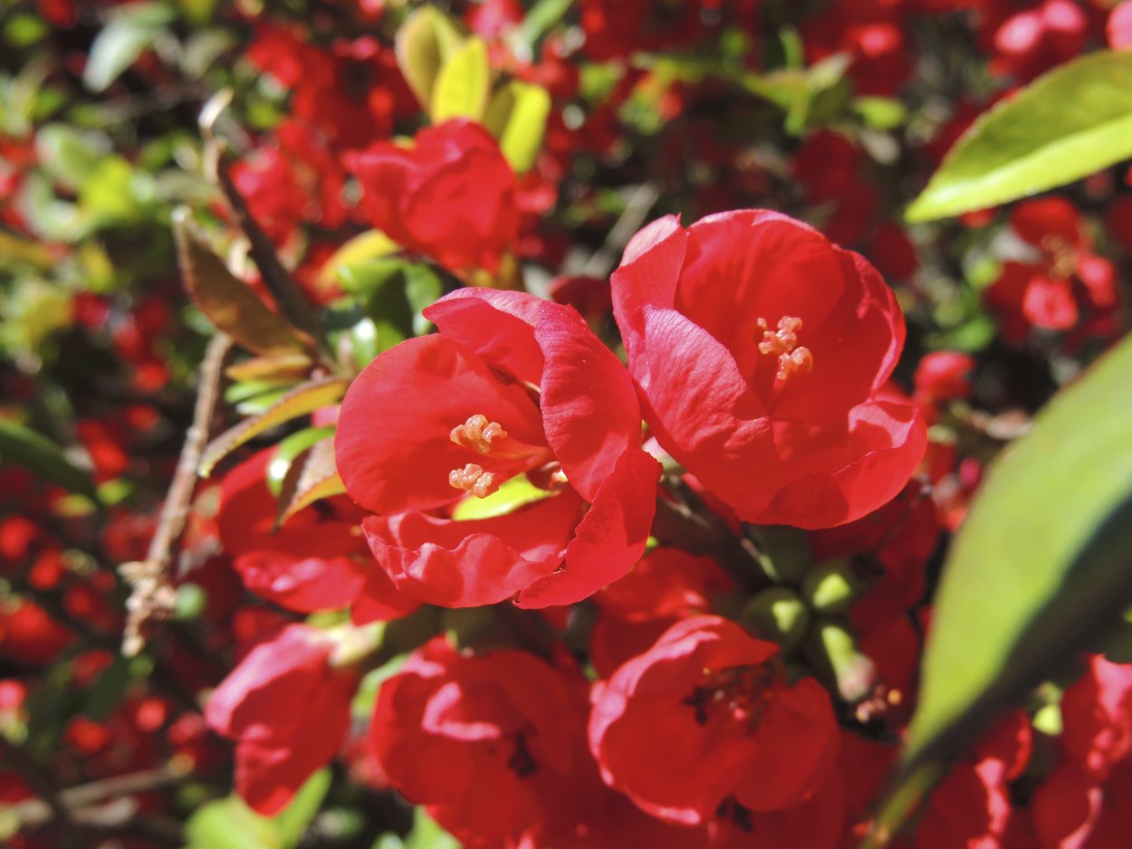 Куст с красными цветами