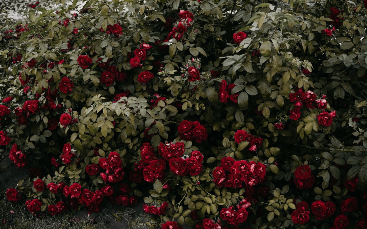 Куст розы Мелроуз