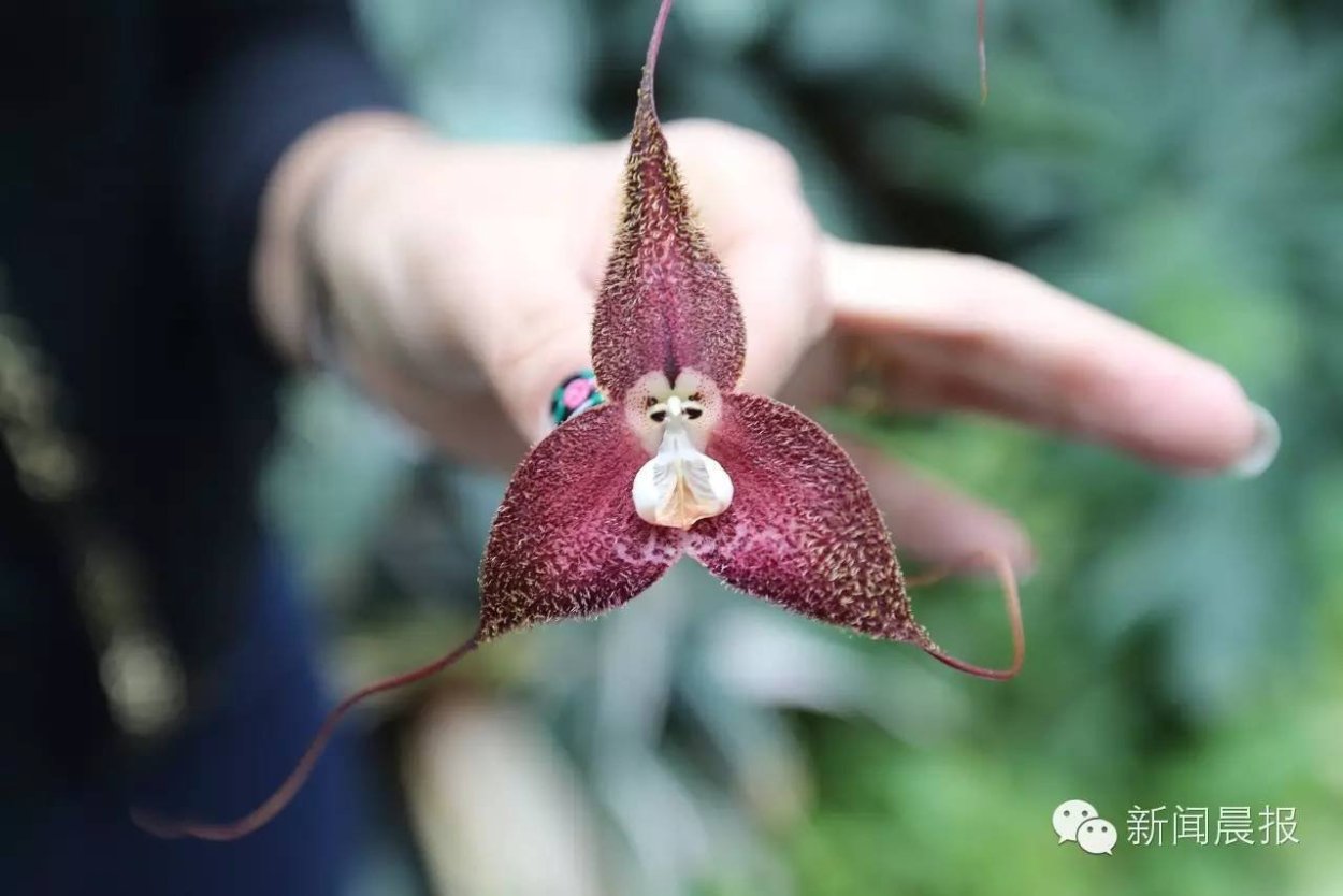 Орхидея Дракула симиа