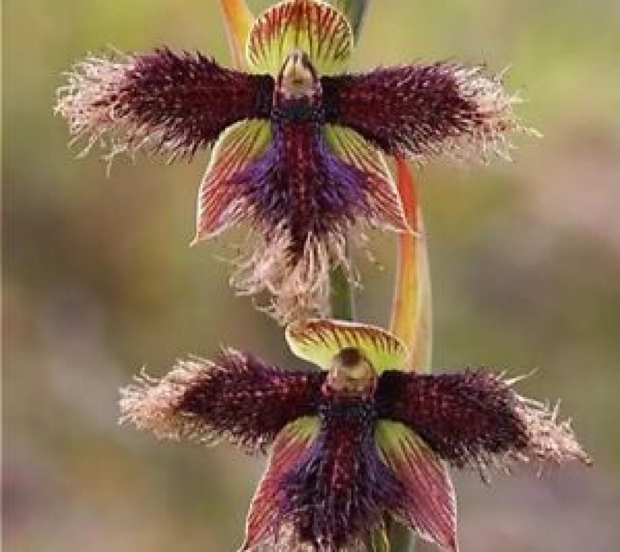 Ятрышник италийский