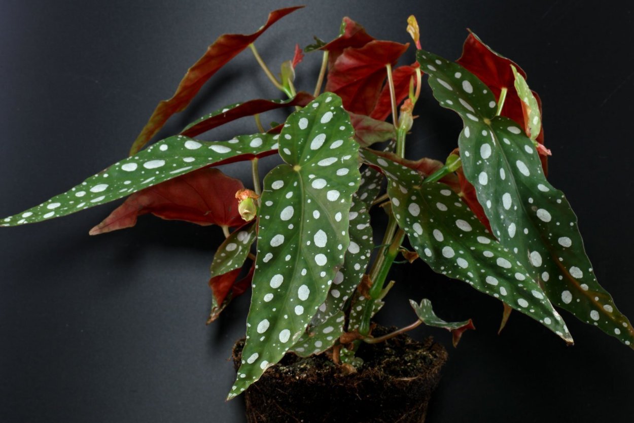 Бегония maculata