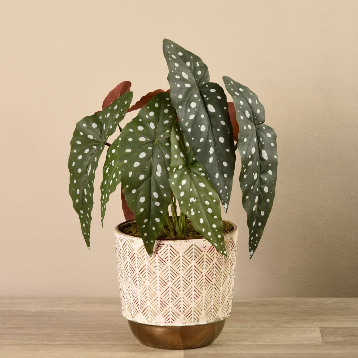 Бегония maculata var. Wightii