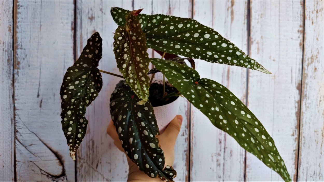 Бегония рекс макулата