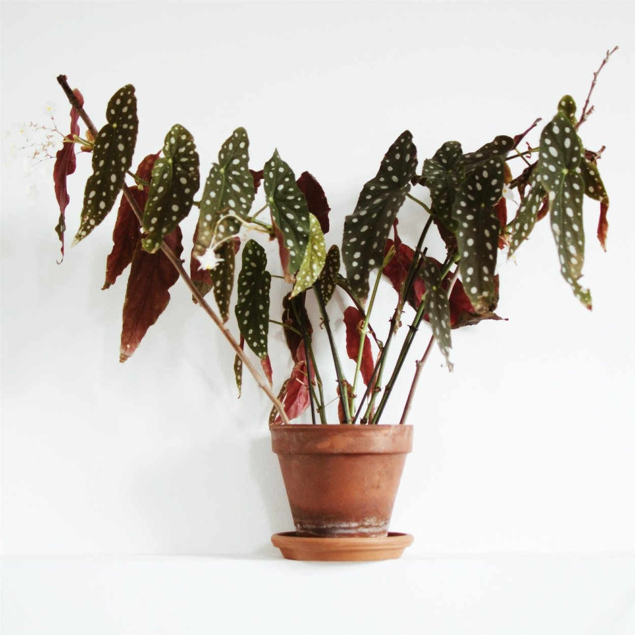 Бегония макулата