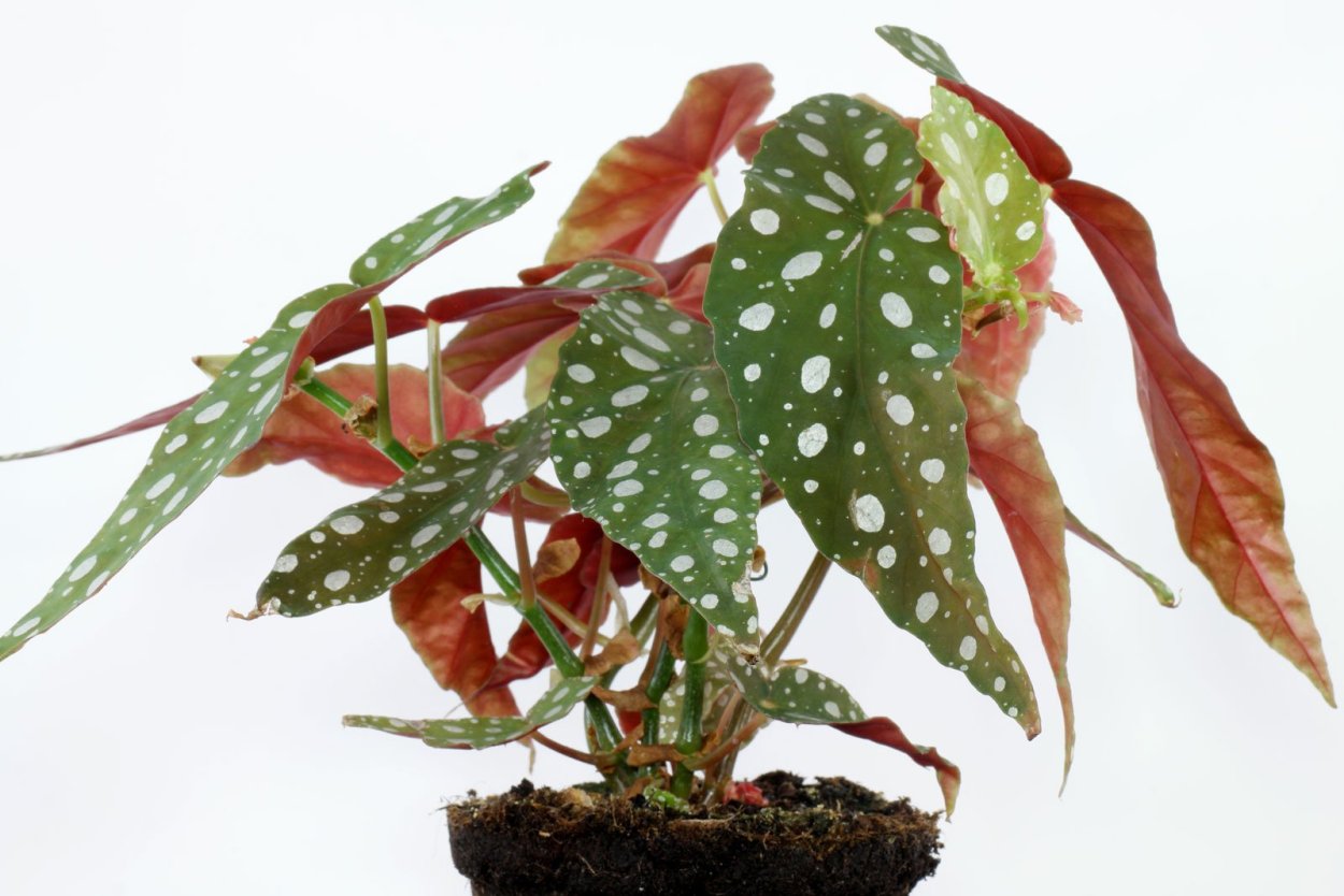 Бегония с листьями в горошек