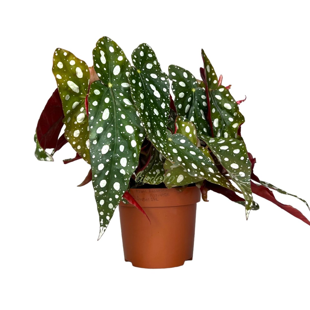 Бегония maculata