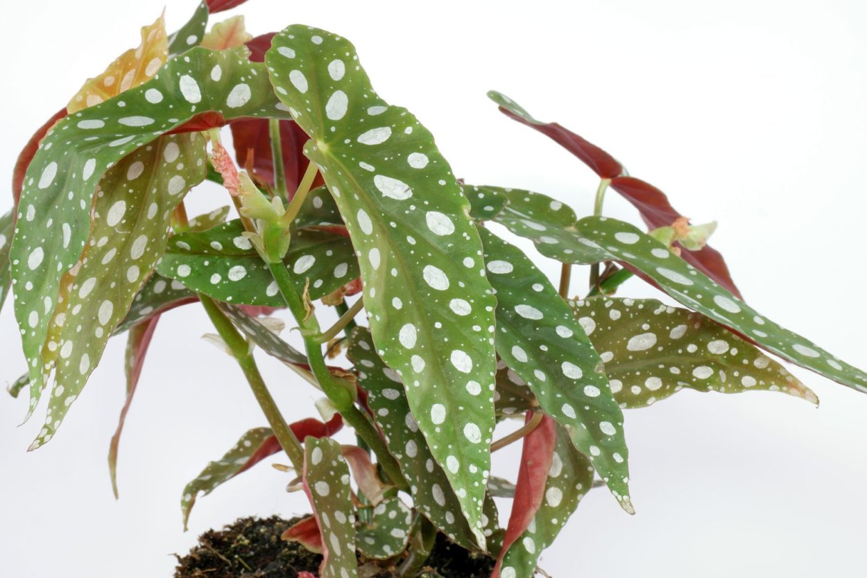 Begonia maculata