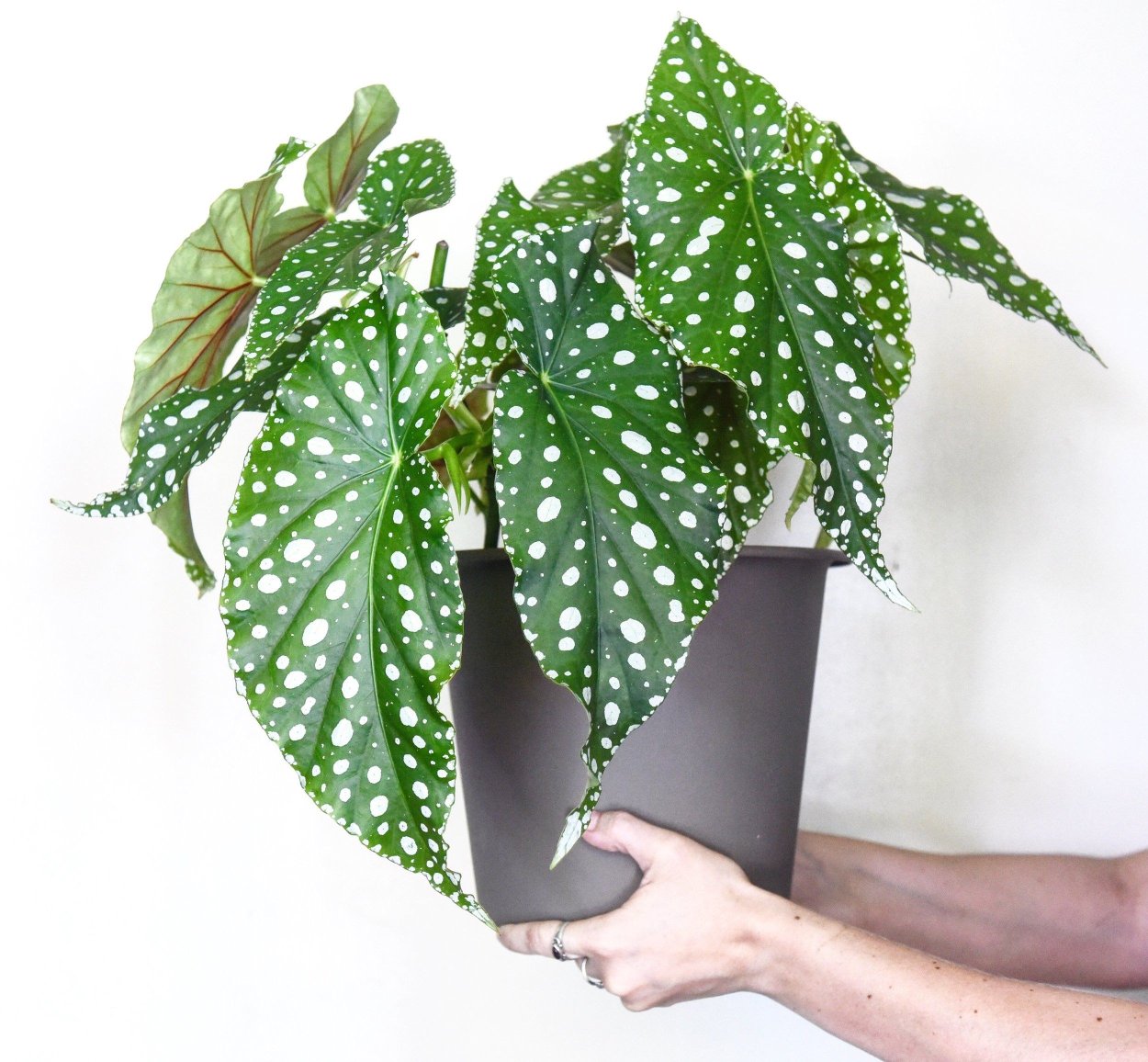 Бегония белопятнистая