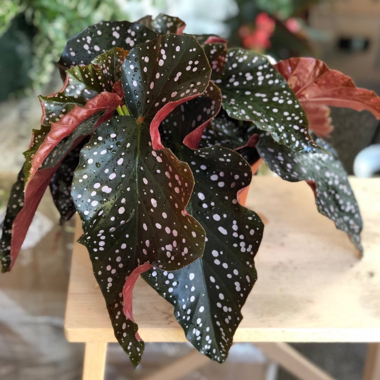 Бегония maculata