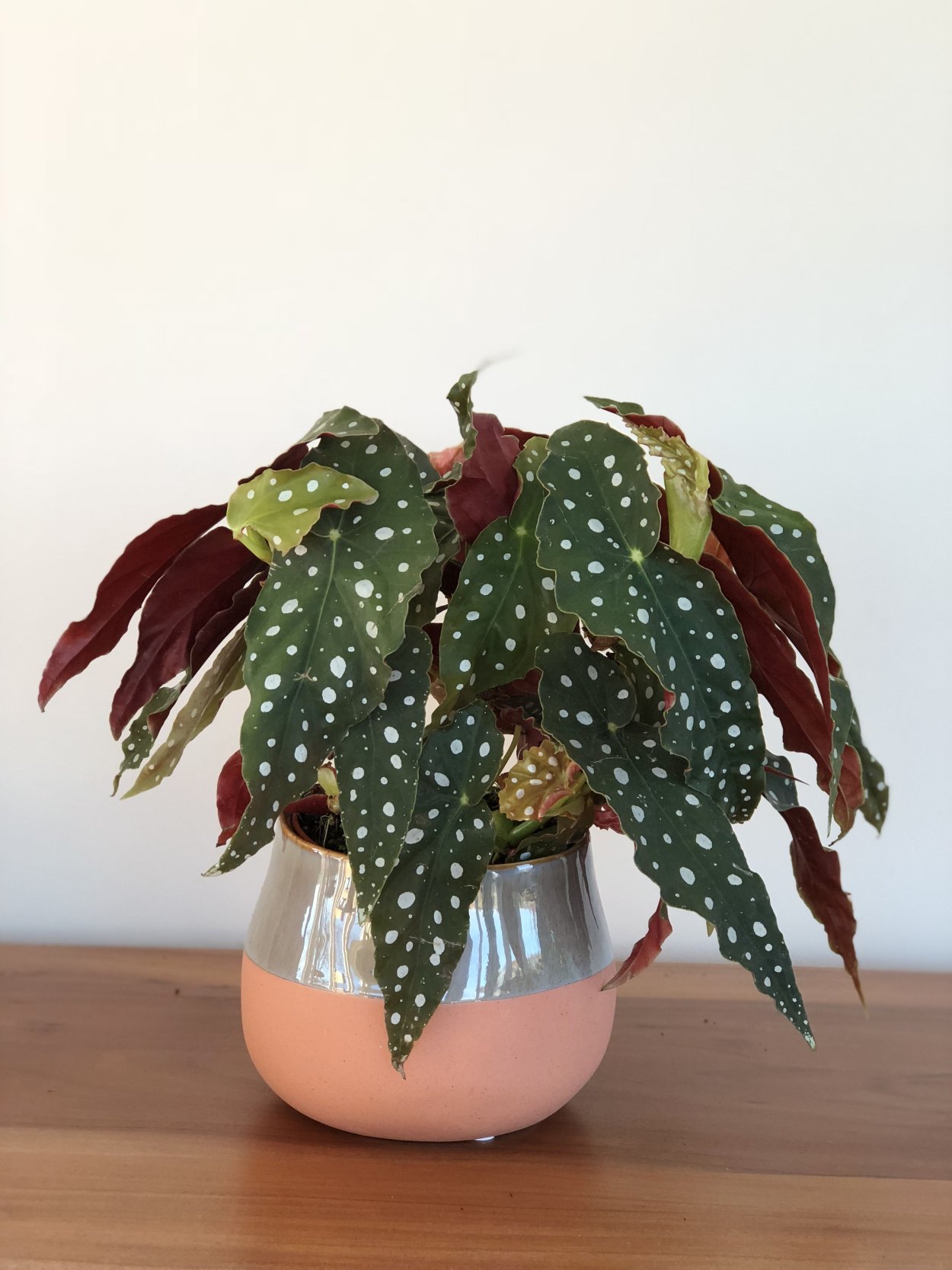 Бегония в горошек макулата