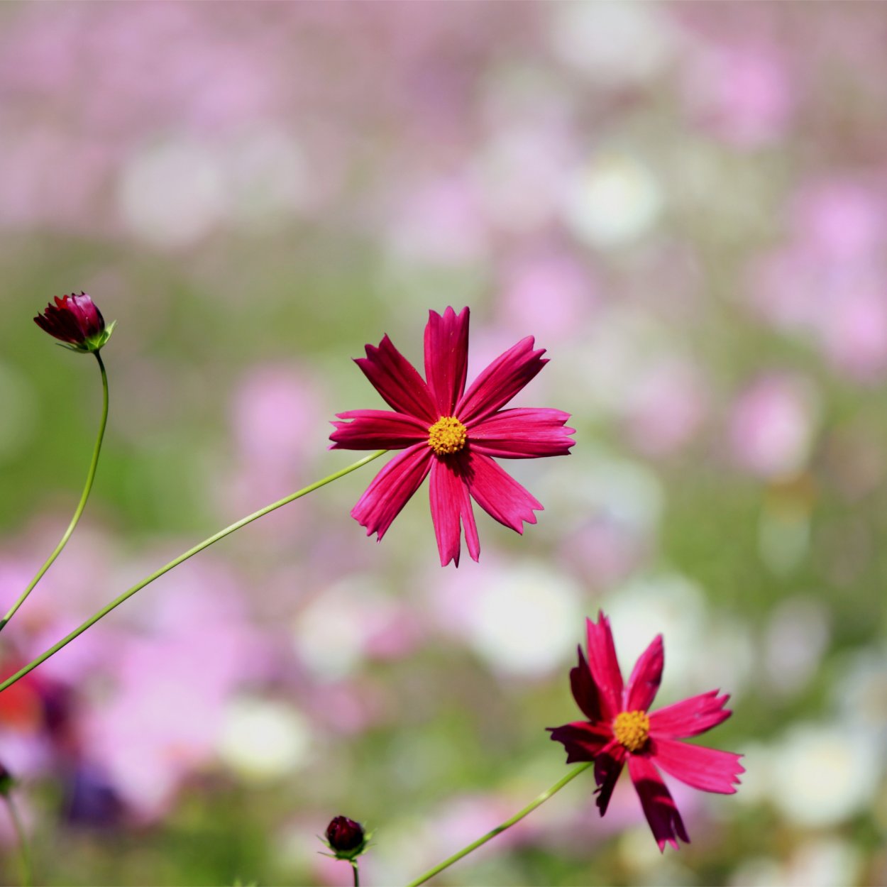 Космея Луговая