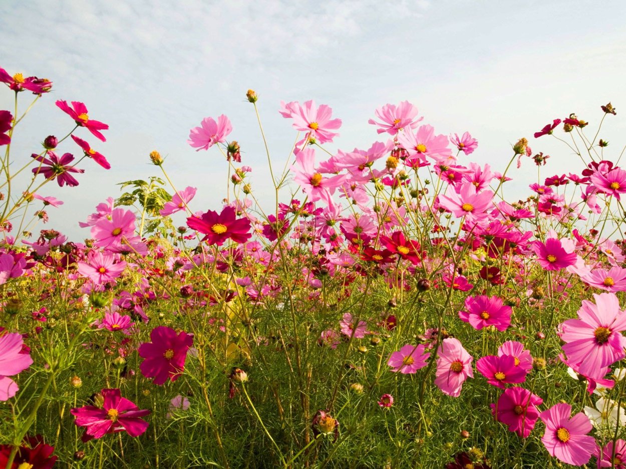 Бордовые полевые цветы
