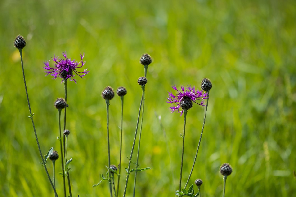 Луговые цветы красного цвета