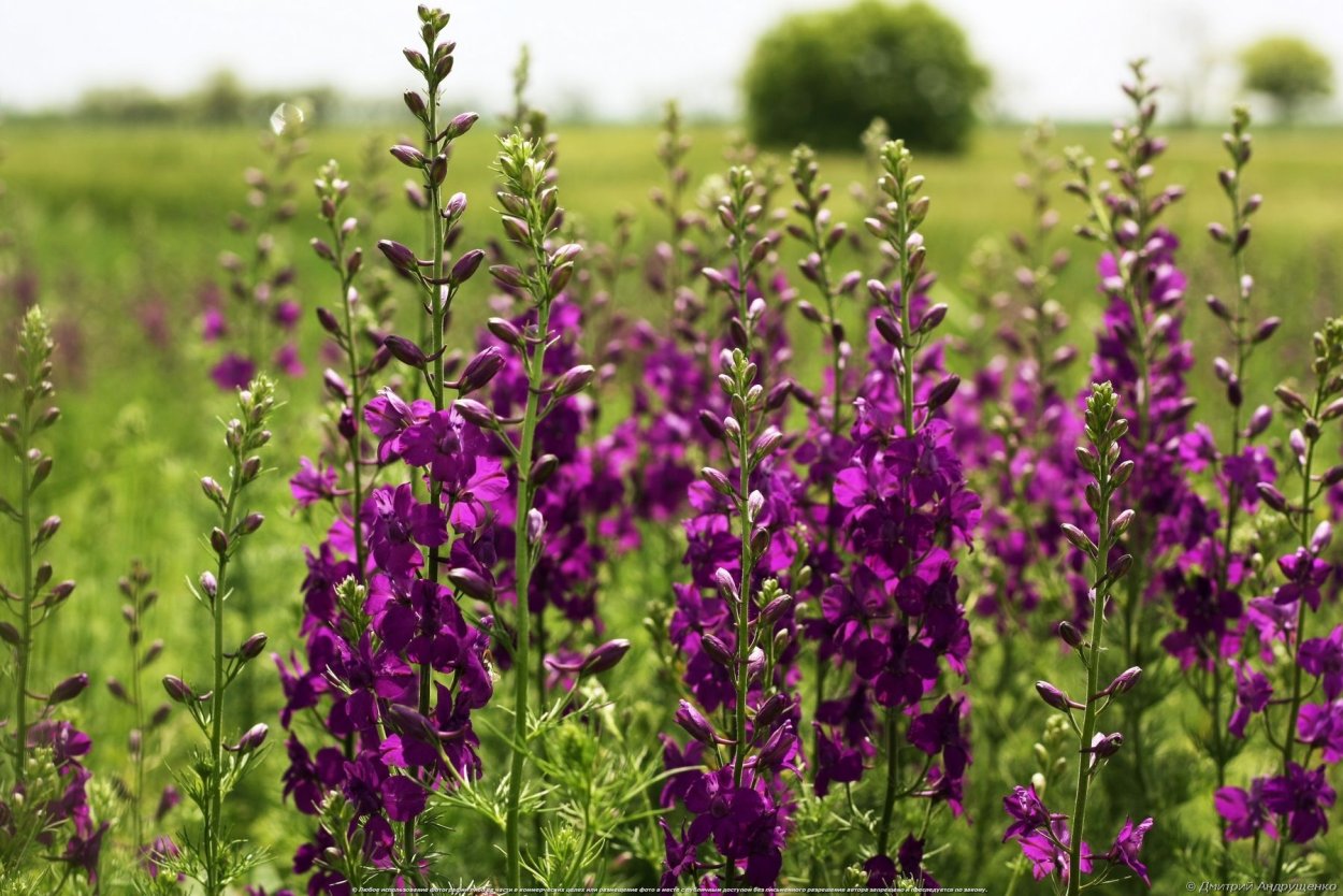 Букет полевые цветы