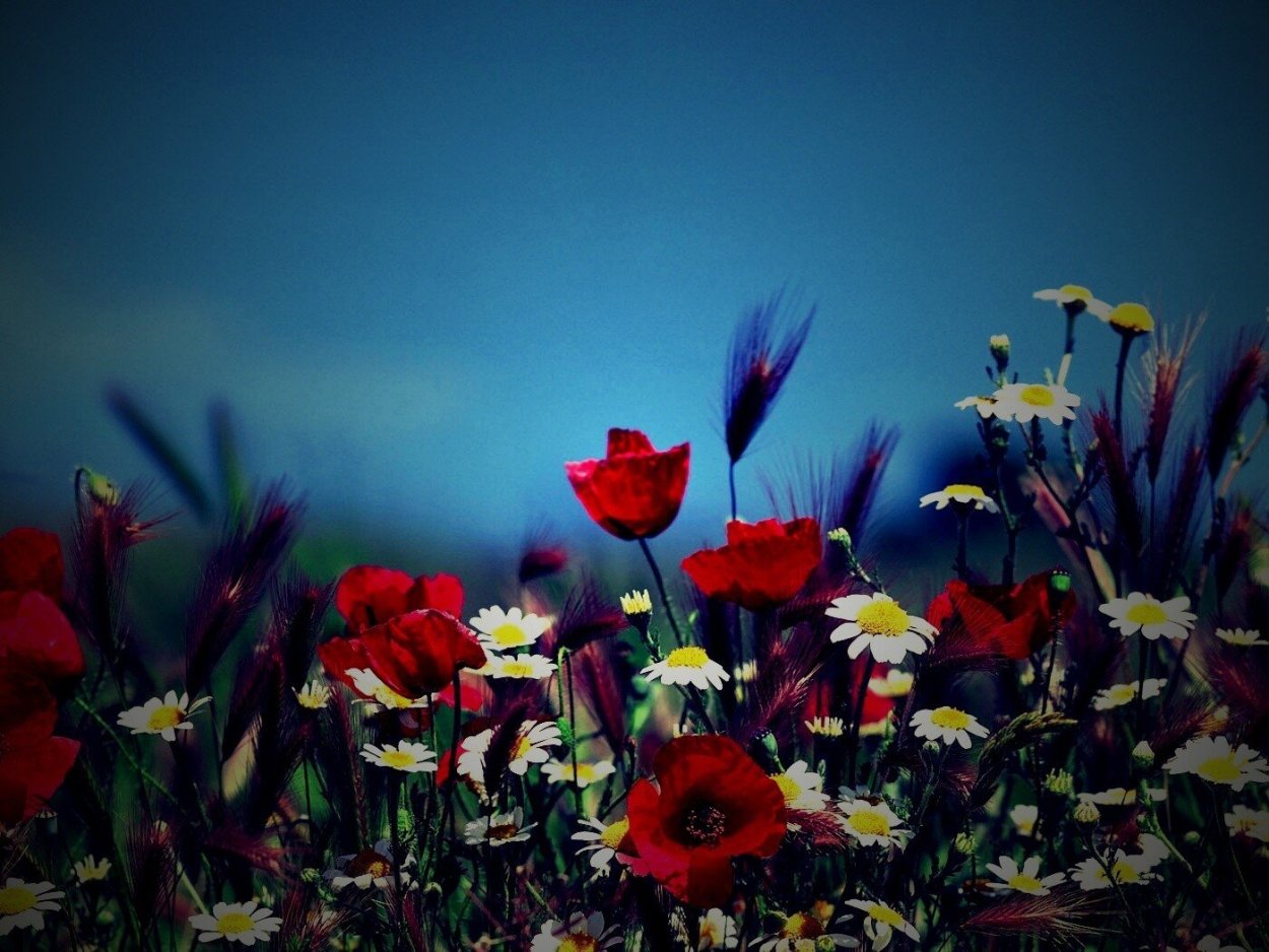 Поля Ленинградской области