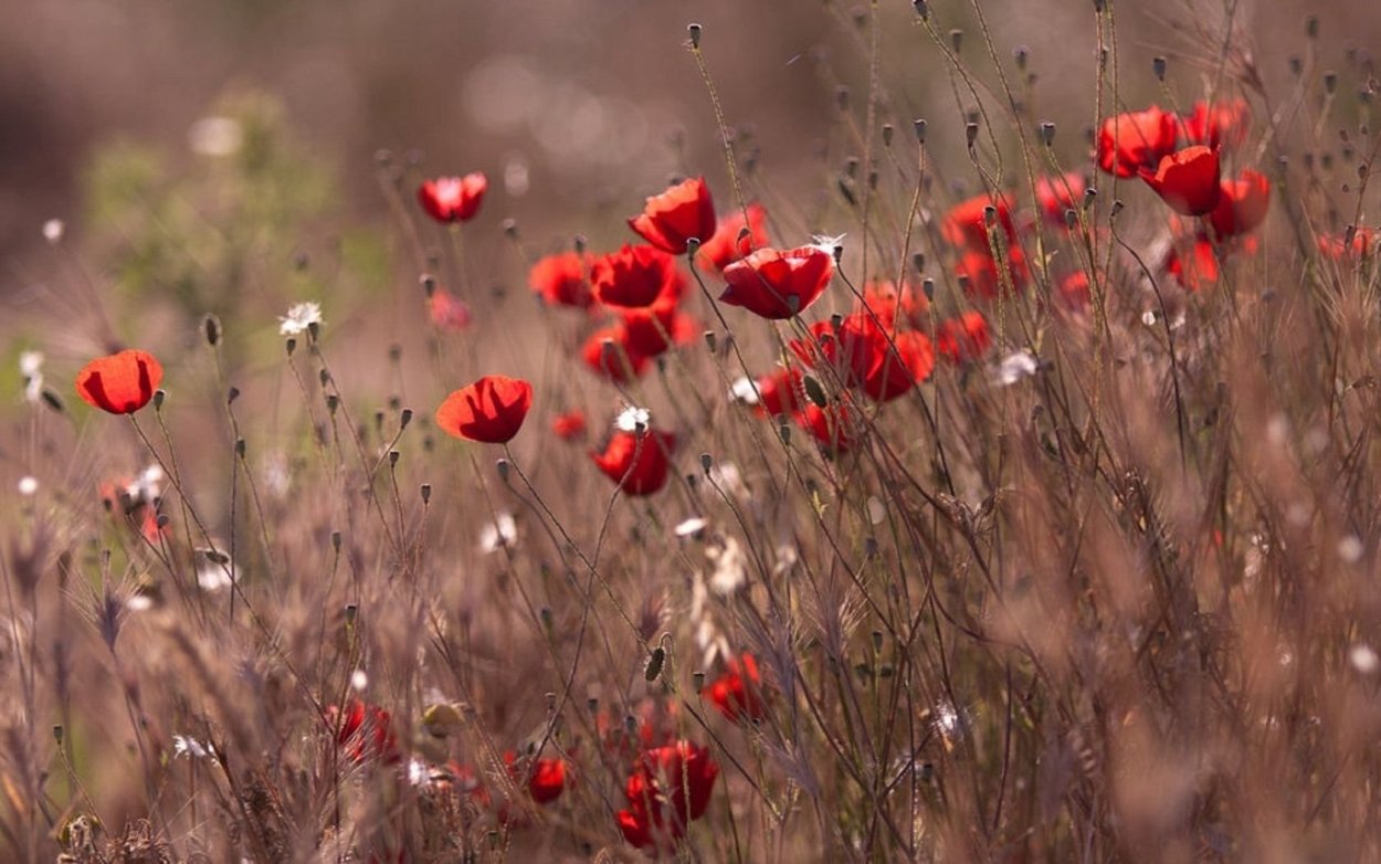 Обои на рабочий стол цветы