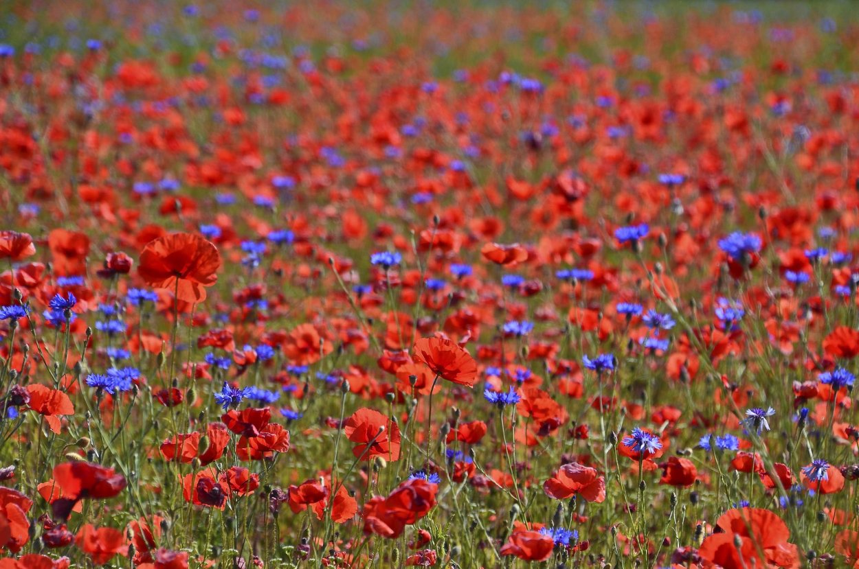 Сиреневые цветы