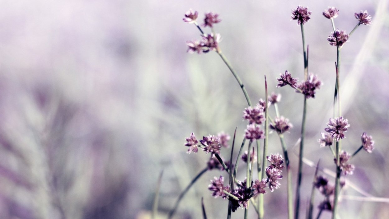 Поле цветов